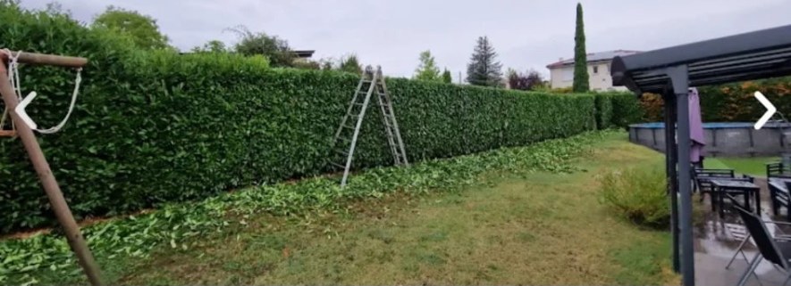 Longue haie de laurier taillée à l'échelle le long d'un jardin